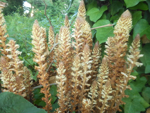 Orobanche hederae (ivy broomrape)