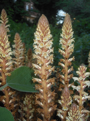 Orobanche hederae (ivy broomrape)