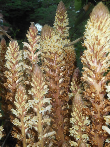 Orobanche hederae (ivy broomrape)