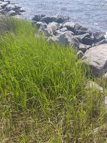 Sporobolus alterniflorus (Saltmarsh Cordgrass)