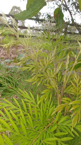 Grevillea robusta (silk oak) (alternate view 3)