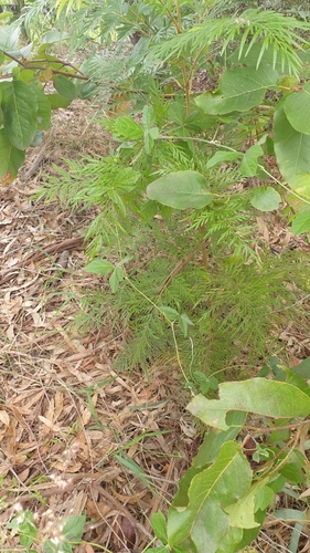 Grevillea robusta (silk oak) (alternate view 4)
