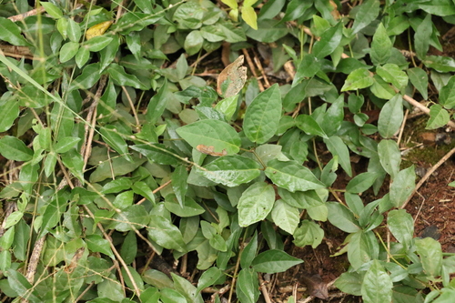 Dolichandra unguis-cati (Catclaw vine) (alternate view 5)