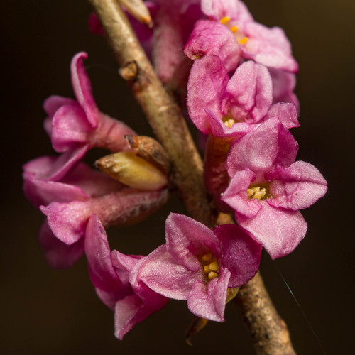 Daphne mezereum (February daphne) (alternate view 10)