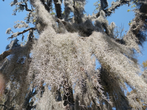 Tillandsia usneoides (Spanish moss)