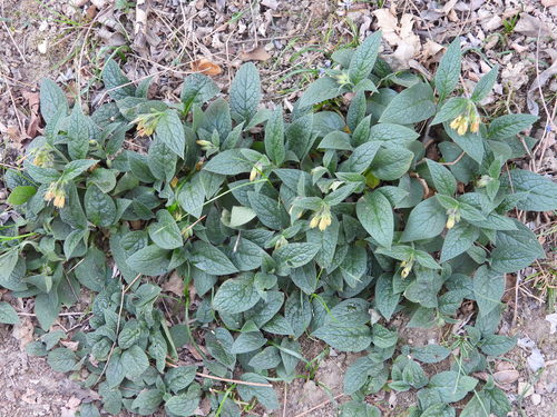 Symphytum tuberosum (Tuberous Comfrey)