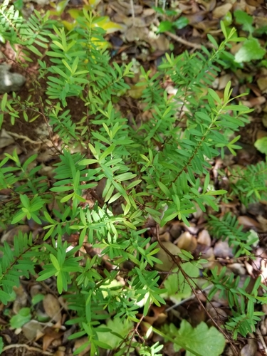 Hypericum hypericoides (St. Andrew's cross) (alternate view 2)