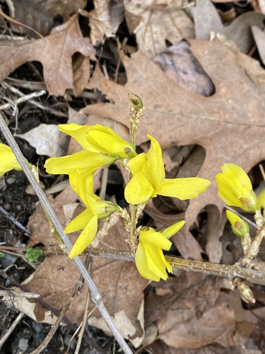 Forsythia x intermedia (hybrid forsythia) (alternate view 4)