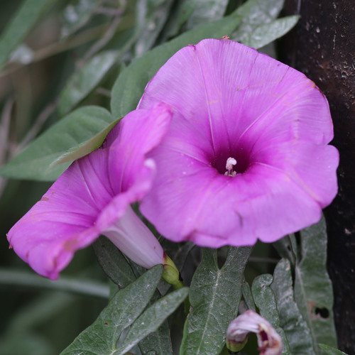Ipomoea sagittata (Saltmarsh Morning-glory) (alternate view 2)