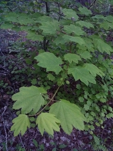 Acer circinatum (Vine maple)