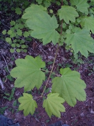 Acer circinatum (Vine maple) (alternate view 2)