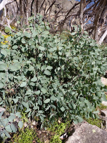 Eucalyptus pauciflora ssp. debeuzevillei (Jounama Snow Gum)