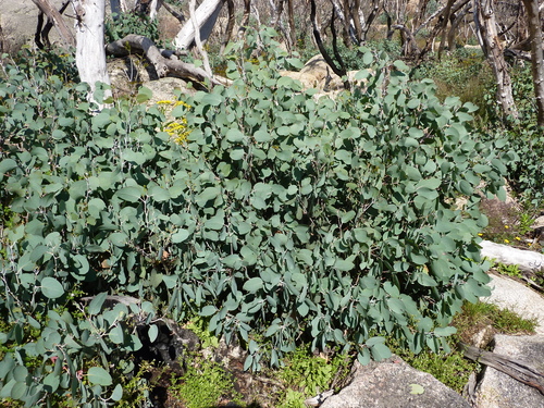 Eucalyptus pauciflora ssp. debeuzevillei (Jounama Snow Gum) (alternate view 2)