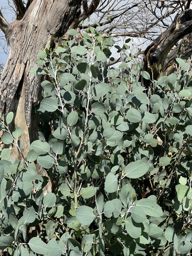 Eucalyptus pauciflora ssp. debeuzevillei (Jounama Snow Gum) (alternate view 3)