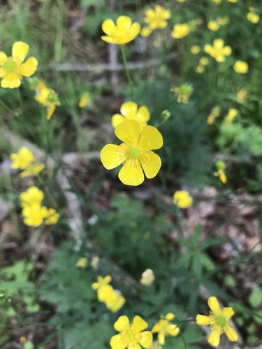 Ranunculus occidentalis (Western Buttercup) (alternate view 3)
