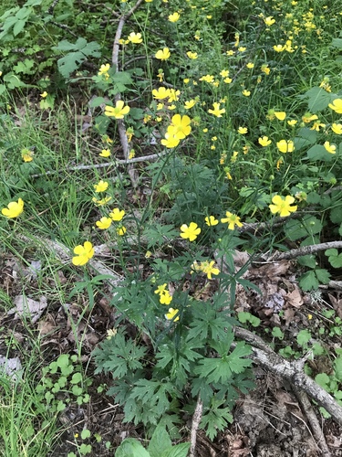 Ranunculus occidentalis (Western Buttercup) (alternate view 2)