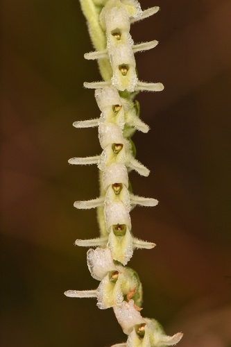 Spiranthes vernalis (Spring Ladies' Tresses)