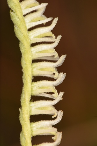 Spiranthes vernalis (Spring Ladies' Tresses) (alternate view 2)
