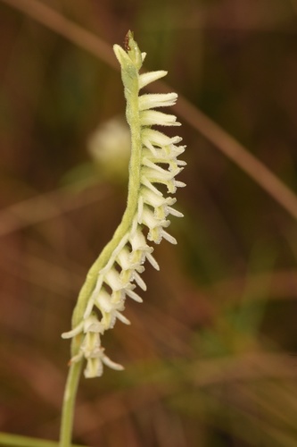 Spiranthes vernalis (Spring Ladies' Tresses) (alternate view 3)