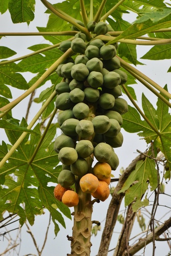 Carica (Papaya) (alternate view 6)
