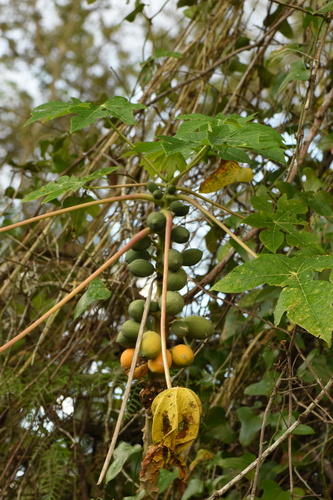 Carica (Papaya) (alternate view 8)