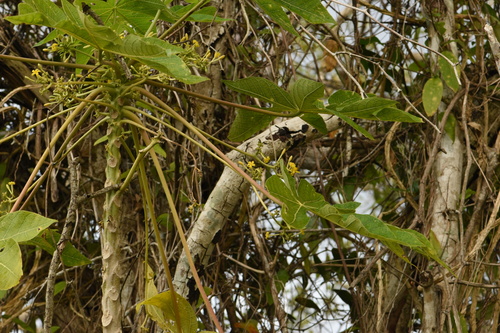 Carica (Papaya) (alternate view 9)