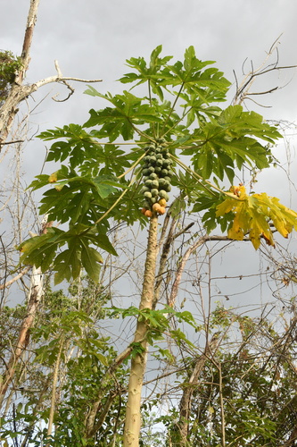 Carica (Papaya) (alternate view 7)