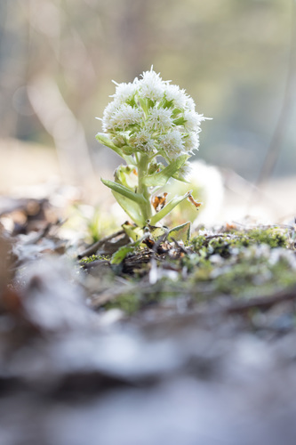 Petasites albus (White Butterbur) (alternate view 4)