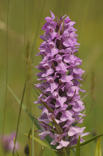 Dactylorhiza praetermissa (Southern Marsh-orchid)