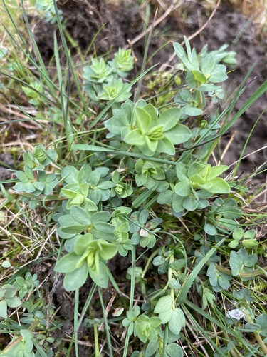 Lotus corniculatus (bird's-foot trefoil) (alternate view 4)