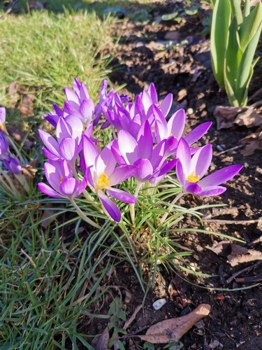 Crocus tommasinianus (Tommasini's Crocus) (alternate view 5)