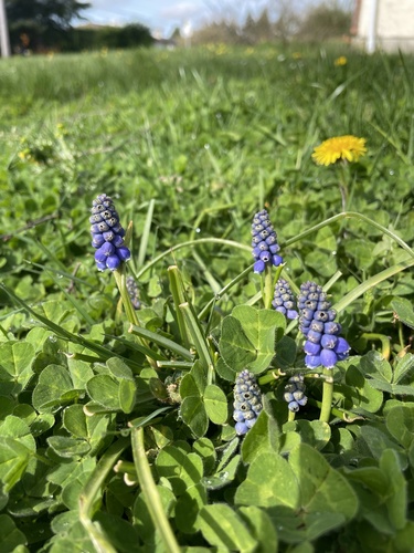 Muscari armeniacum (grape hyacinth) (alternate view 2)
