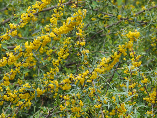 Berberis trifoliolata (Agarita) (alternate view 10)