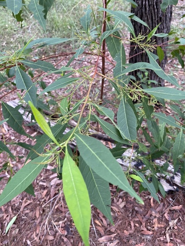 Dodonaea triquetra (Common Hop Bush) (alternate view 6)