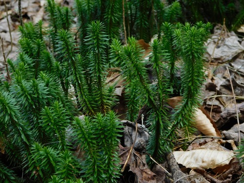 Huperzia lucidula (shining firmoss) (alternate view 3)