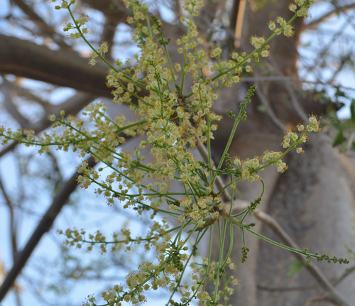 Bursera simaruba (Gumbo Limbo) (alternate view 10)