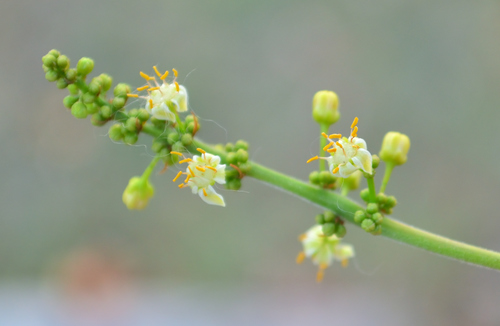 Bursera simaruba (Gumbo Limbo) (alternate view 9)
