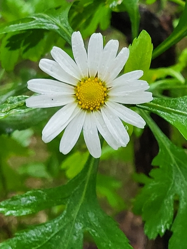 Argyranthemum (alternate view 3)