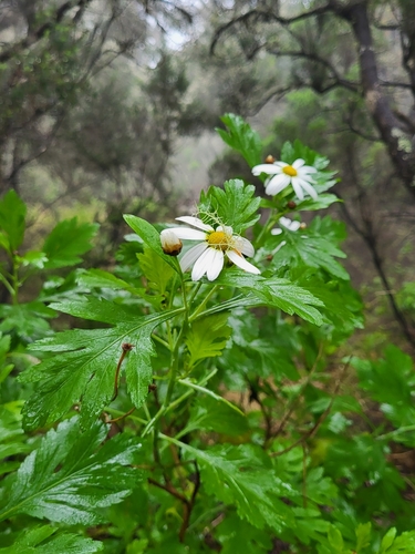 Argyranthemum (alternate view 4)