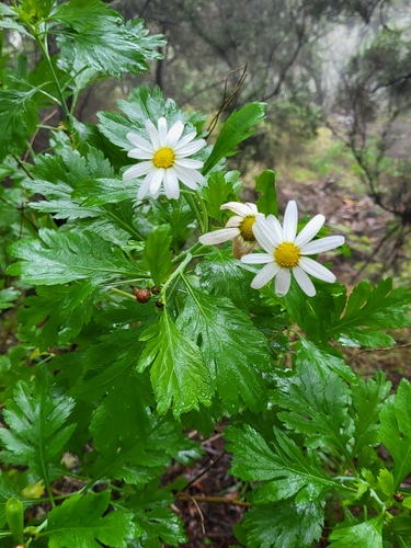 Argyranthemum (alternate view 5)