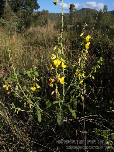 Crotalaria spectabilis (Showy Rattlebox) (alternate view 4)