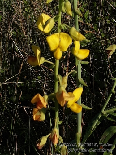 Crotalaria spectabilis (Showy Rattlebox) (alternate view 5)