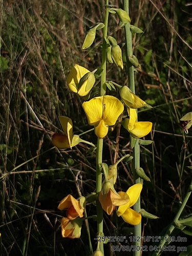 Crotalaria spectabilis (Showy Rattlebox) (alternate view 6)
