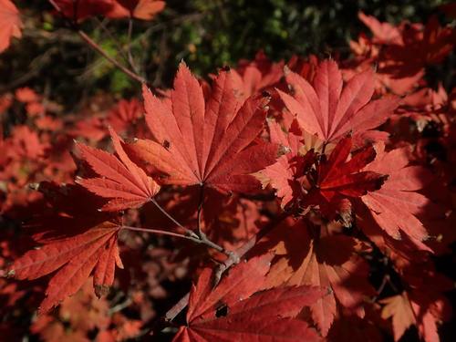 Acer sieboldianum (Siebold Maple) (alternate view 5)
