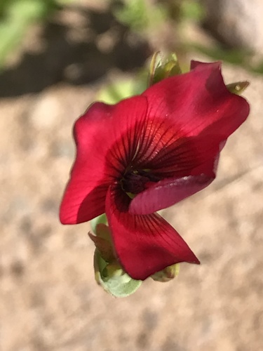 Linum grandiflorum (Scarlet Flax) (alternate view 2)