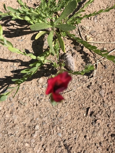 Linum grandiflorum (Scarlet Flax) (alternate view 3)