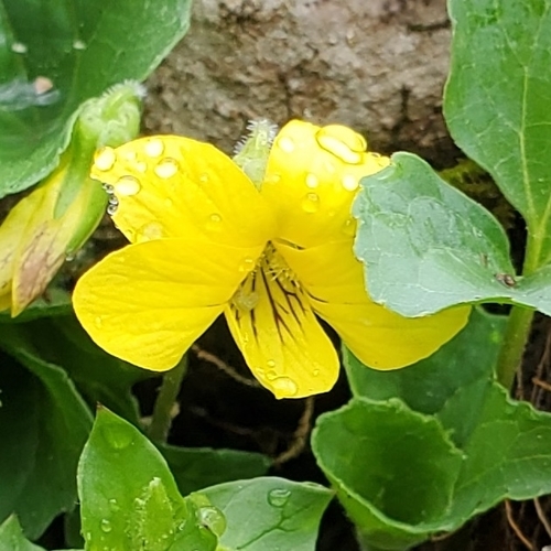 Viola eriocarpa (Smooth Yellow Violet)