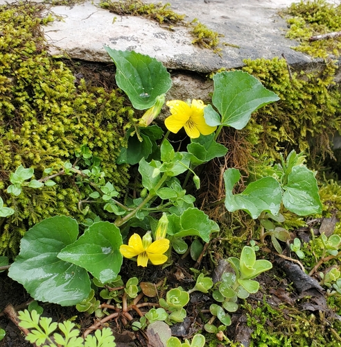 Viola eriocarpa (Smooth Yellow Violet)