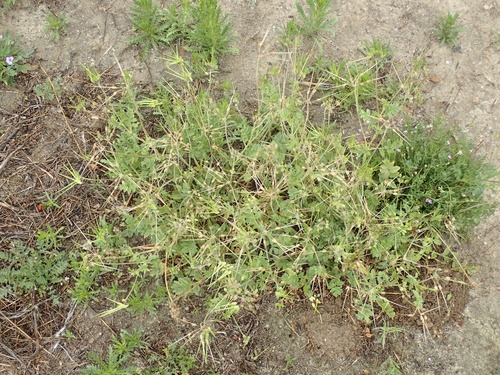 Erodium (stork's-bills) (alternate view 3)