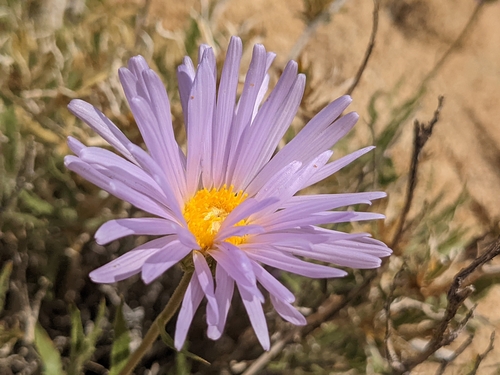 Xylorhiza tortifolia (Mojave Woodyaster) (alternate view 9)
